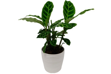 17cm Calathea Zebrina in Ceramic.jpg